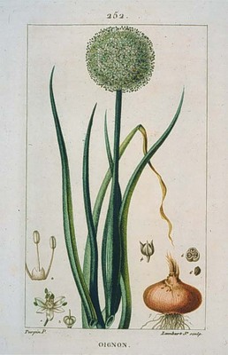 [image of an onion]
